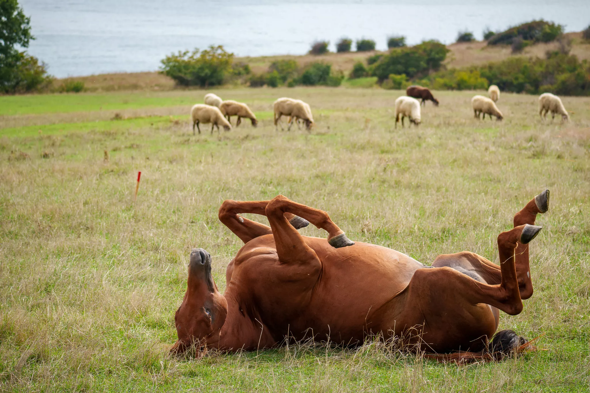 спасяване на коне